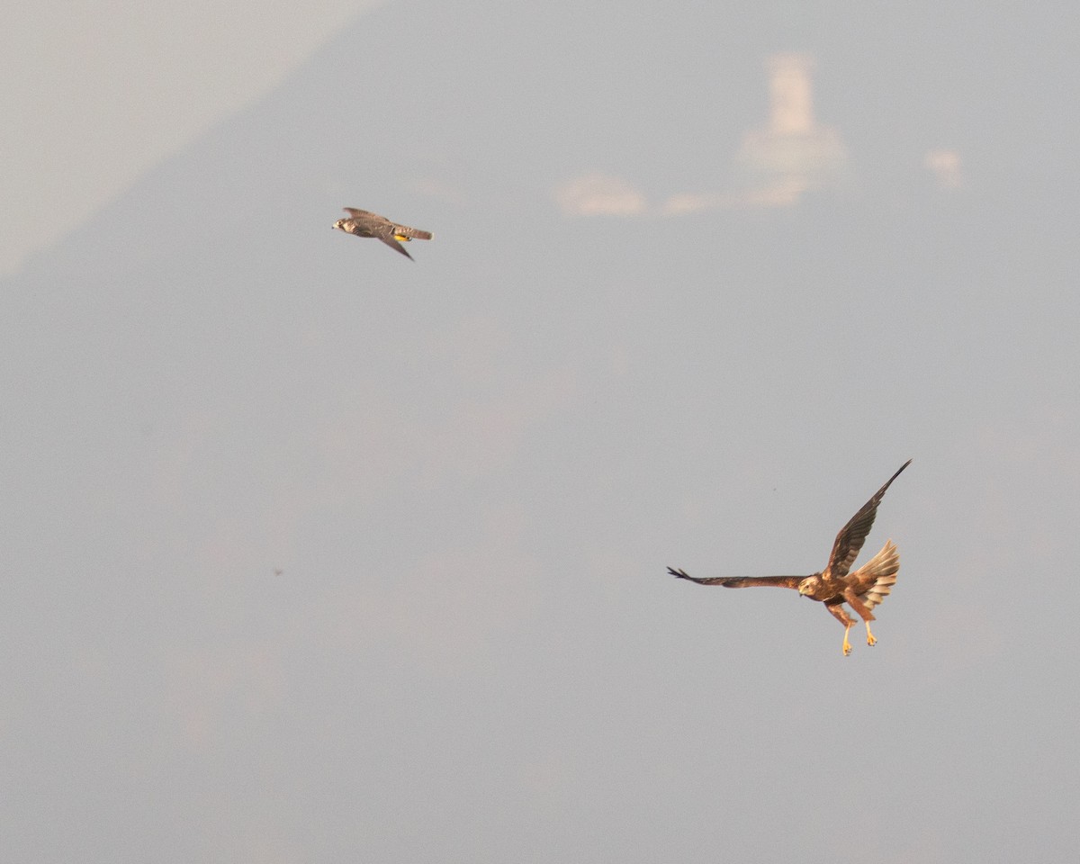 Eastern Marsh Harrier - ML646237981