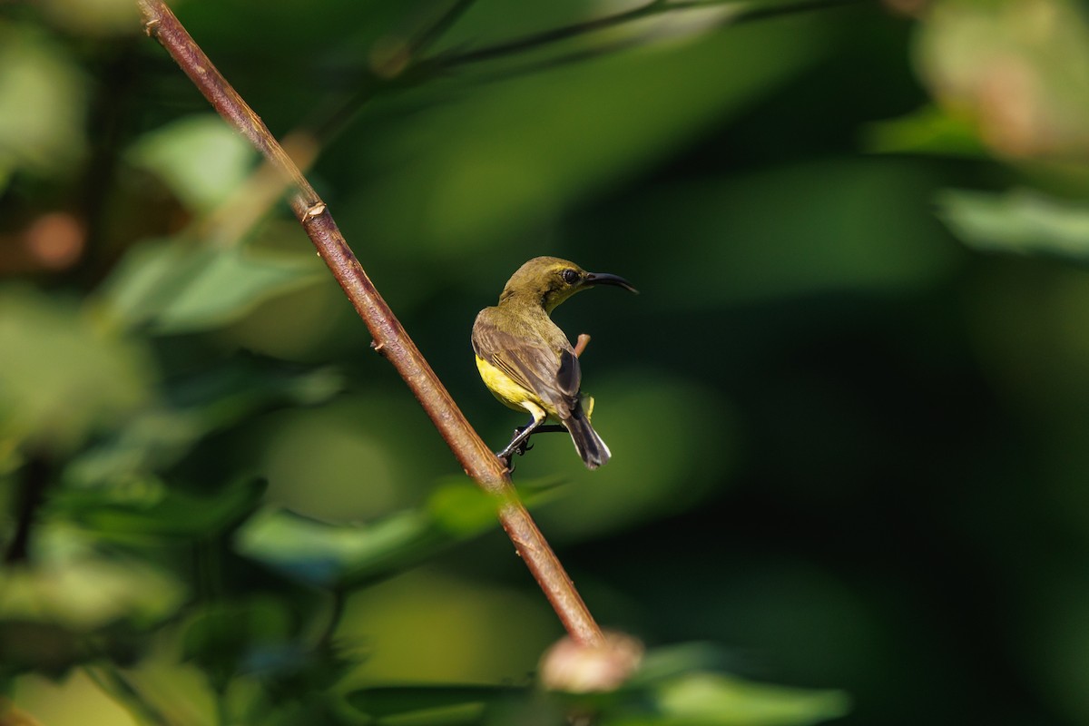Ornate Sunbird (Ornate) - ML646237982