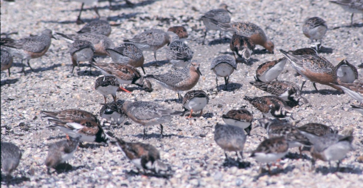 Bécasseau maubèche - ML646237984