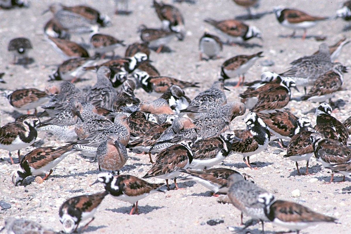 Bécasseau maubèche - ML646237985