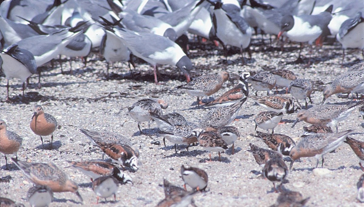 Bécasseau maubèche - ML646237986