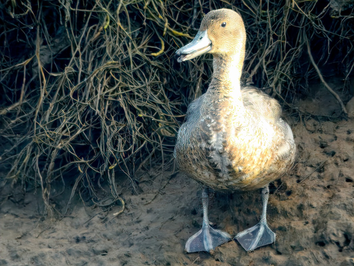 Northern Pintail - ML646237991