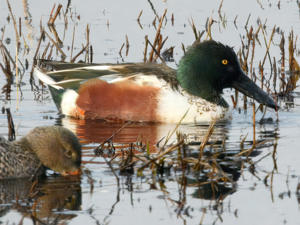 Халбага нугас - ML646237994