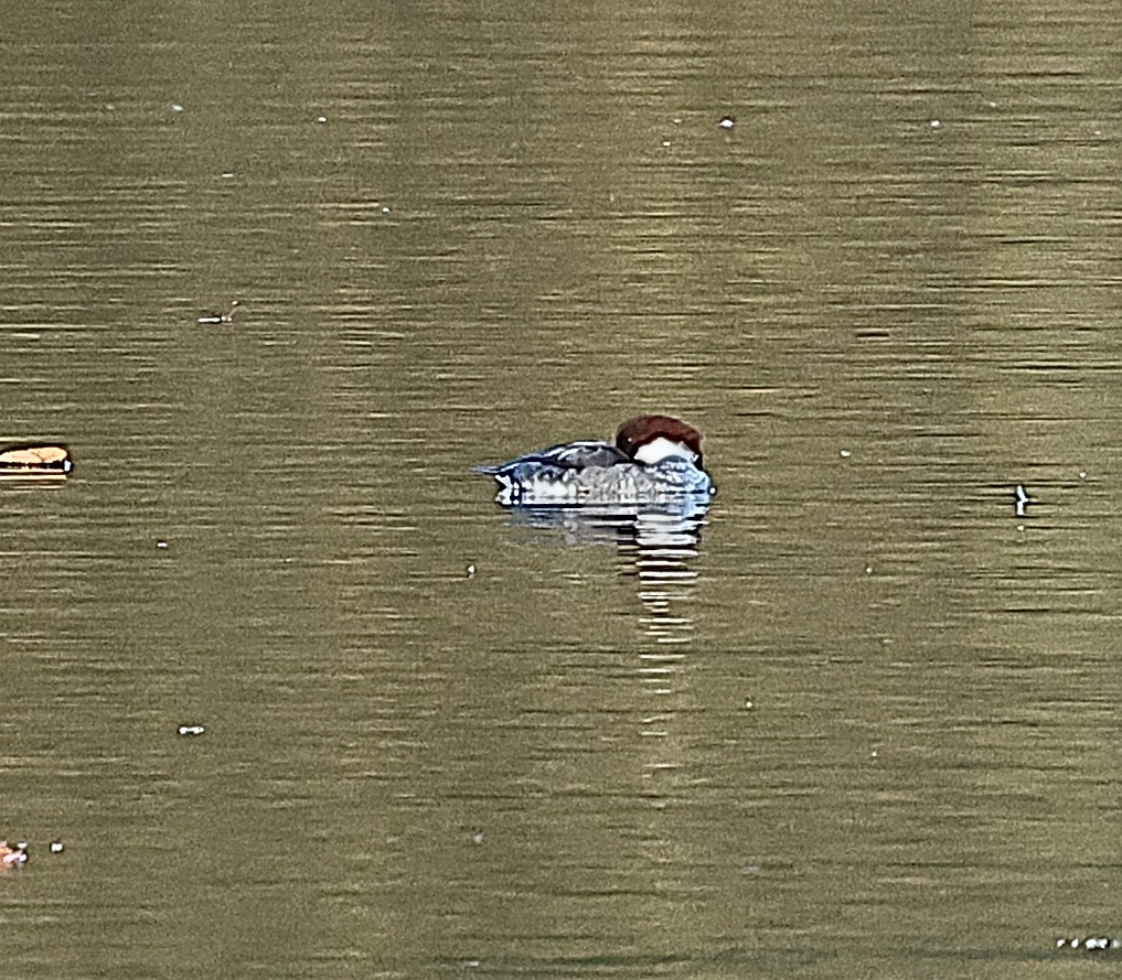 מרגון גמדי - ML646237996