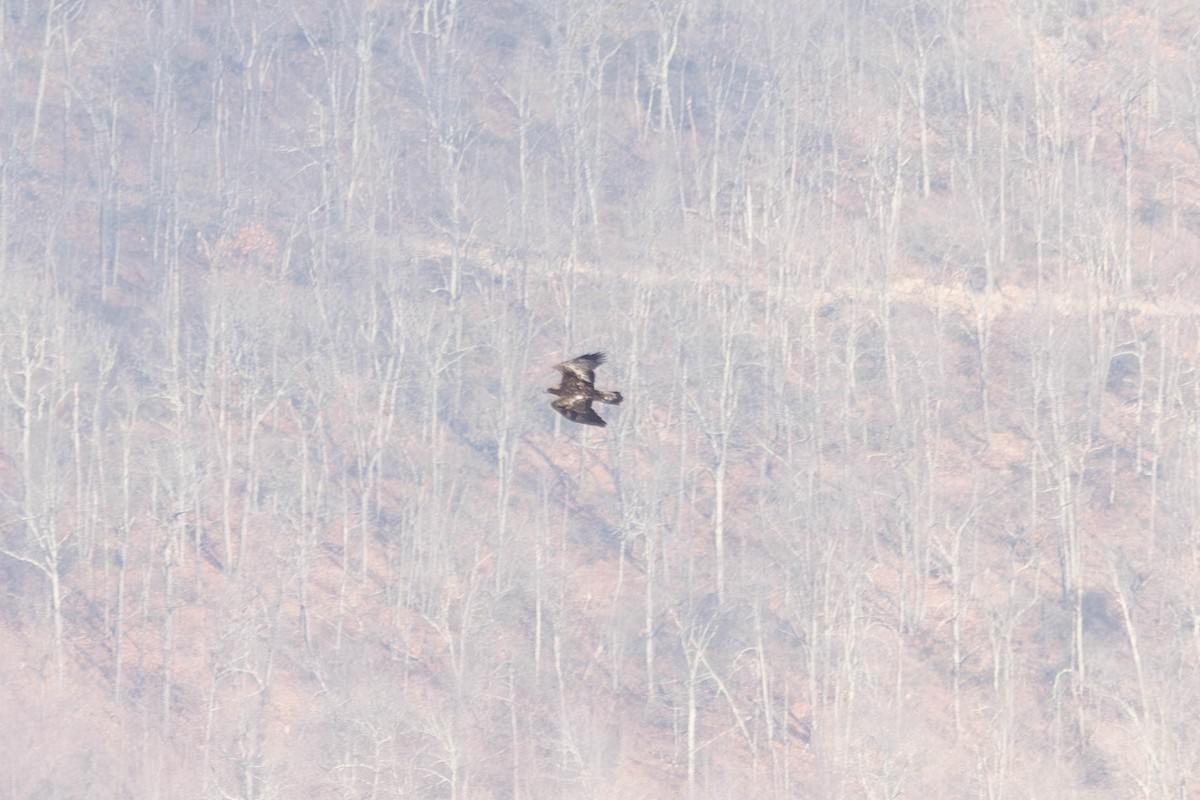 Golden Eagle - ML646238004