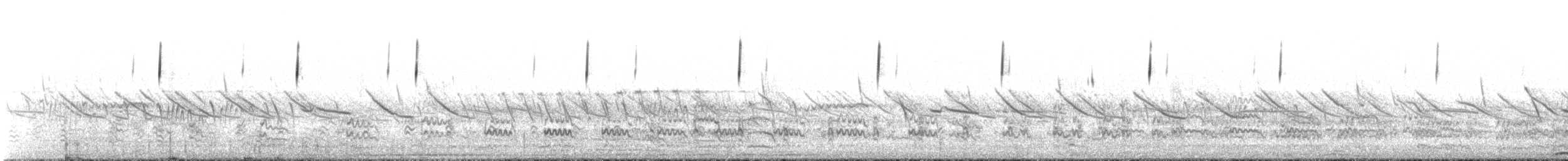 Austral Negrito - ML646238005