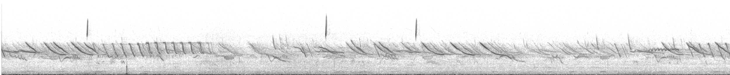 Austral Negrito - ML646238007