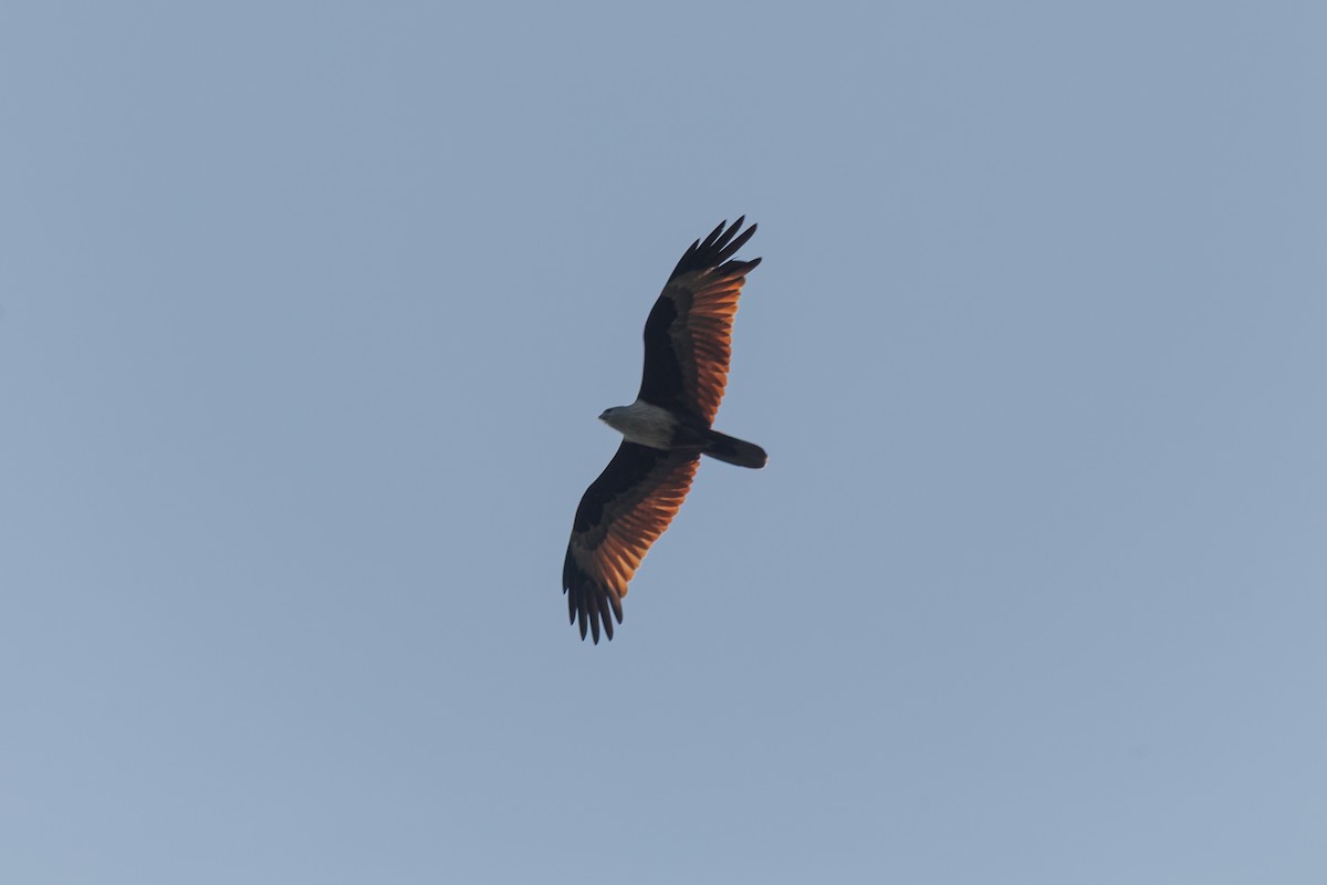 Brahminy Kite - ML646238008
