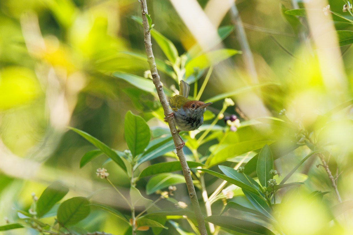 Dark-necked Tailorbird - ML646238011
