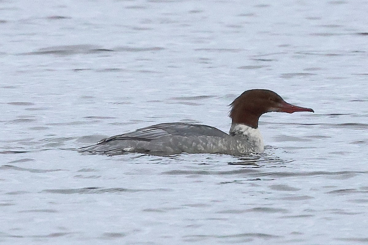 Common Merganser - ML646238012