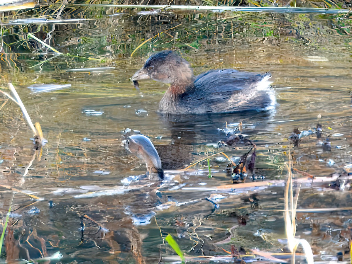 Pied-billed Grebe - ML646238013