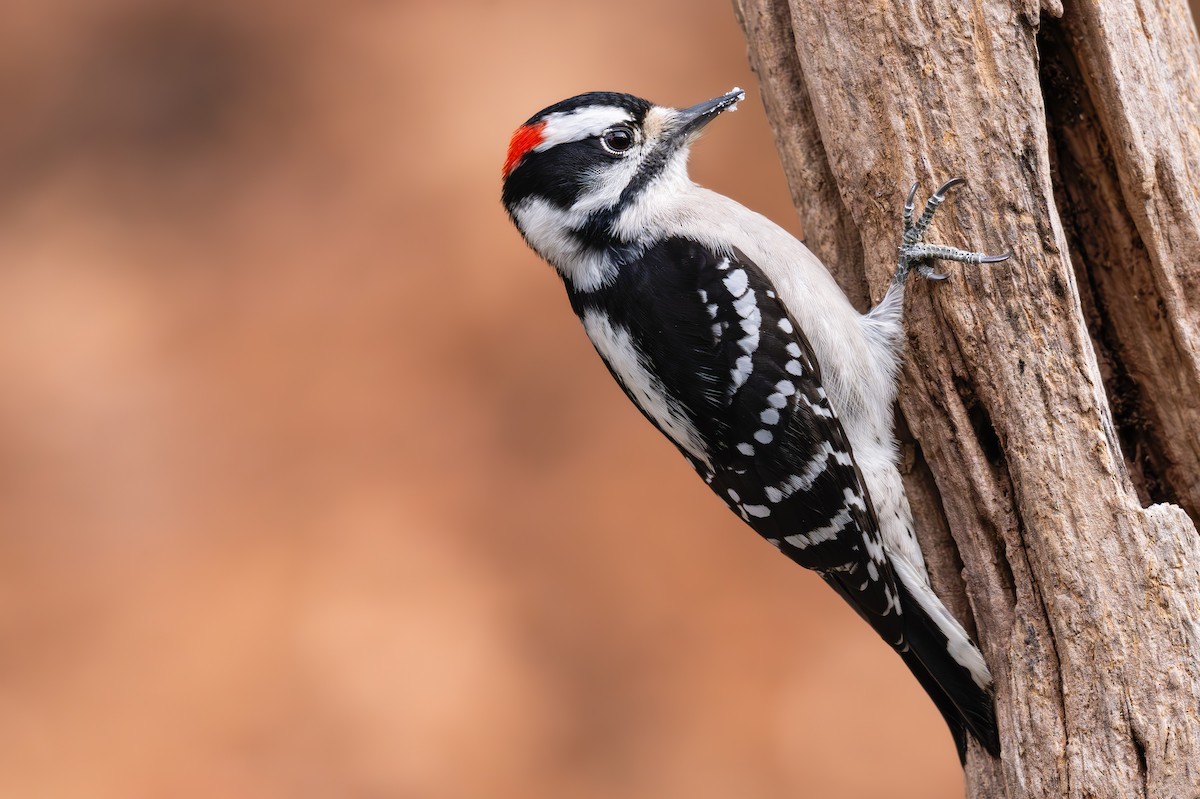 Downy Woodpecker (Eastern) - ML646238014