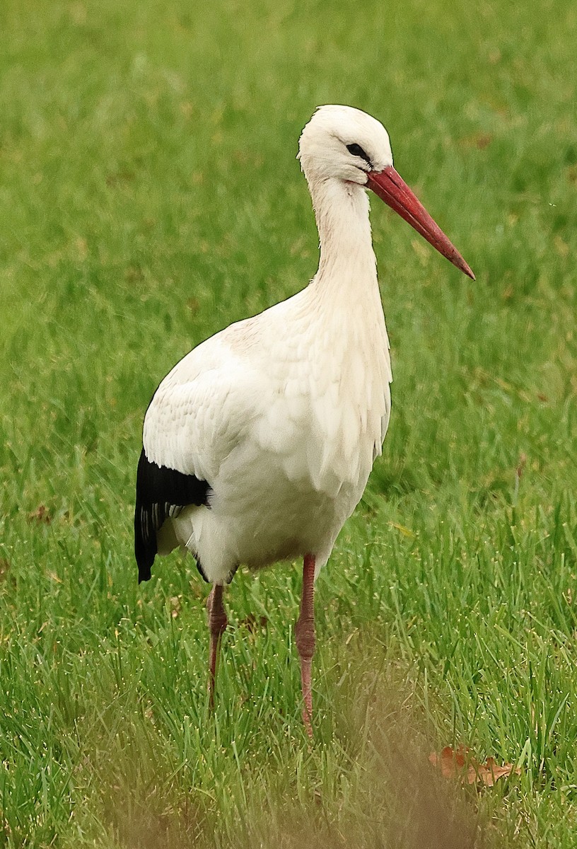 White Stork - ML646238019
