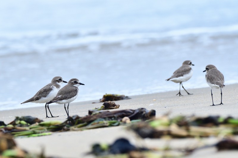 Tibet Cılıbıtı - ML646238022