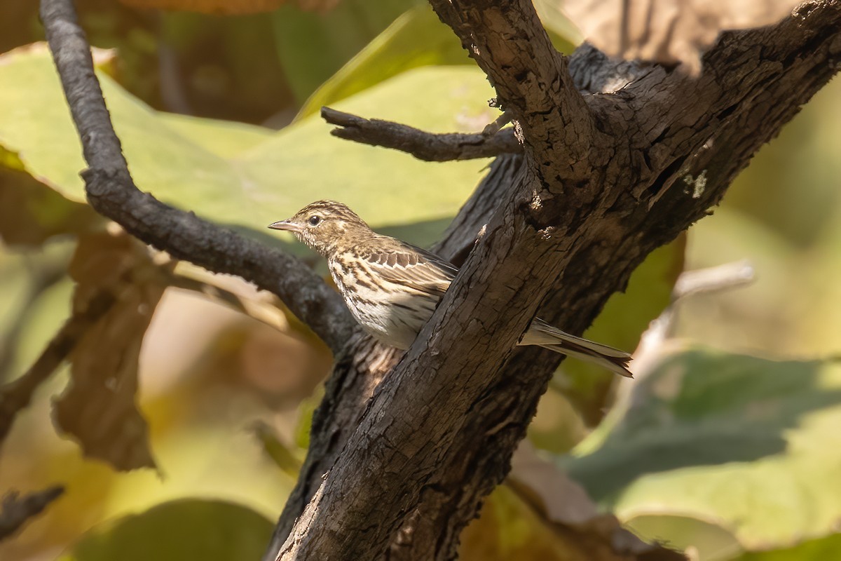 Tree Pipit - ML646238025