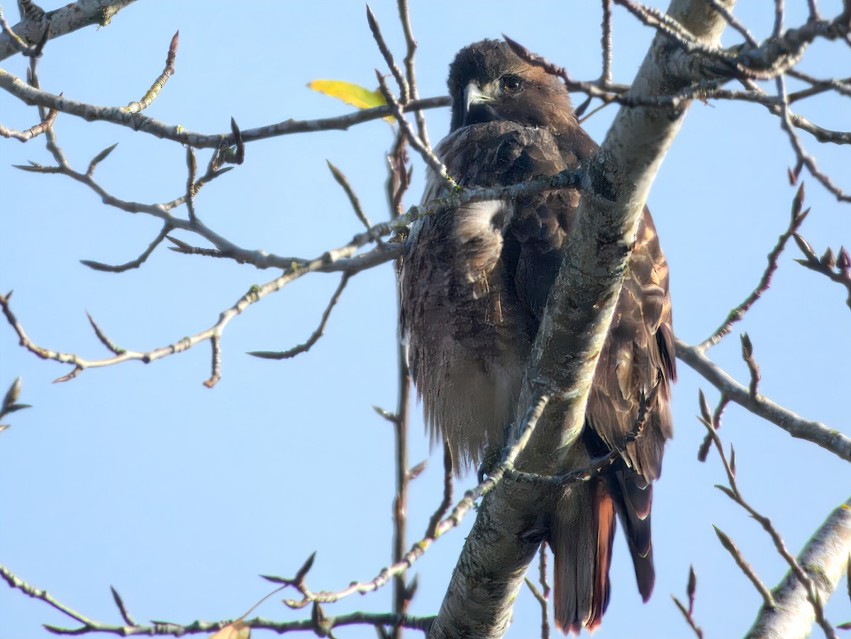 Red-tailed Hawk - ML646238035
