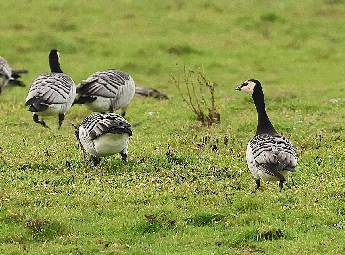 Barnacle Goose - ML646238038