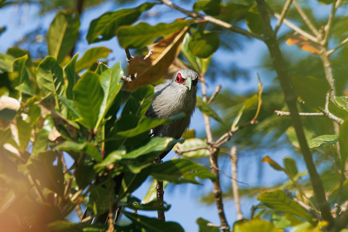 Green-billed Malkoha - ML646238039