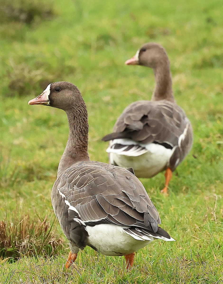 Greater White-fronted Goose - ML646238040