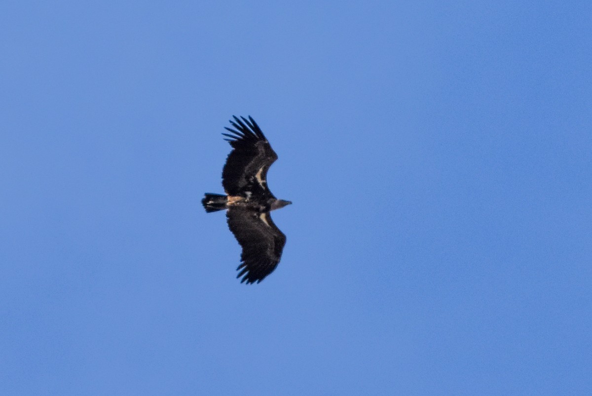 skjellgribb - ML646238041