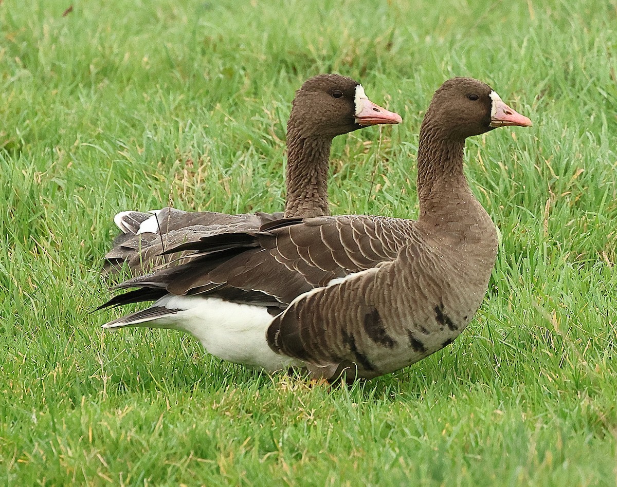 Greater White-fronted Goose - ML646238043