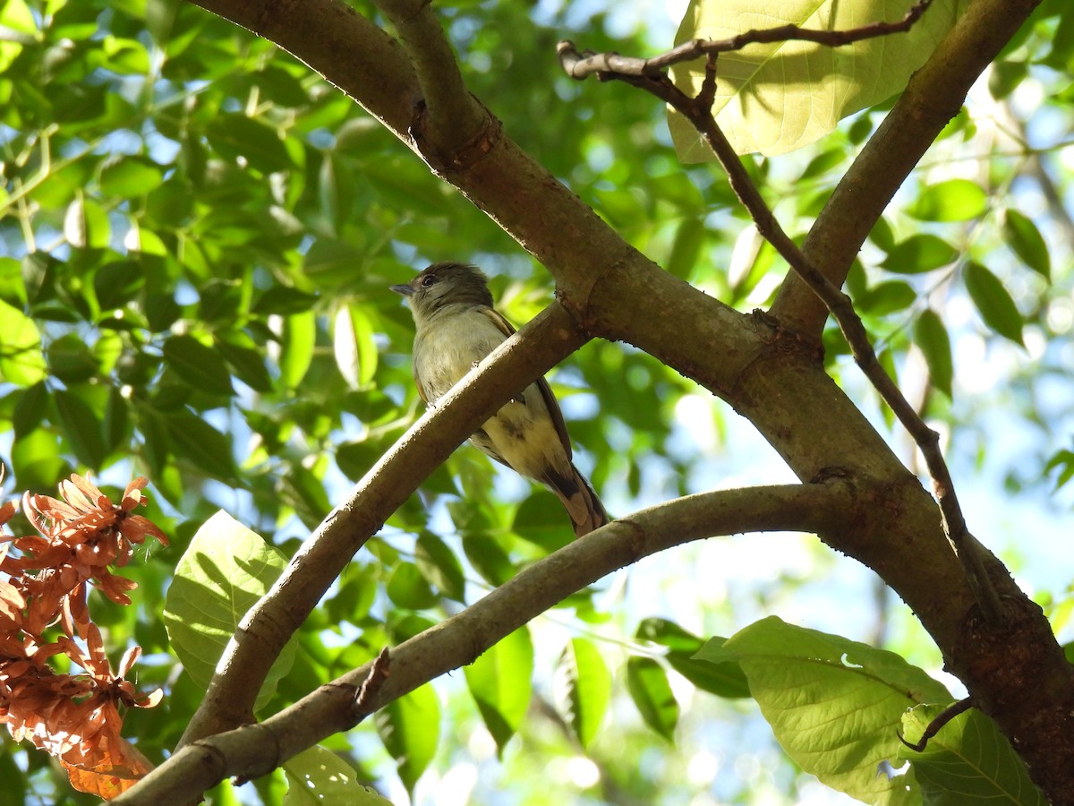 White-winged Becard - ML646238055