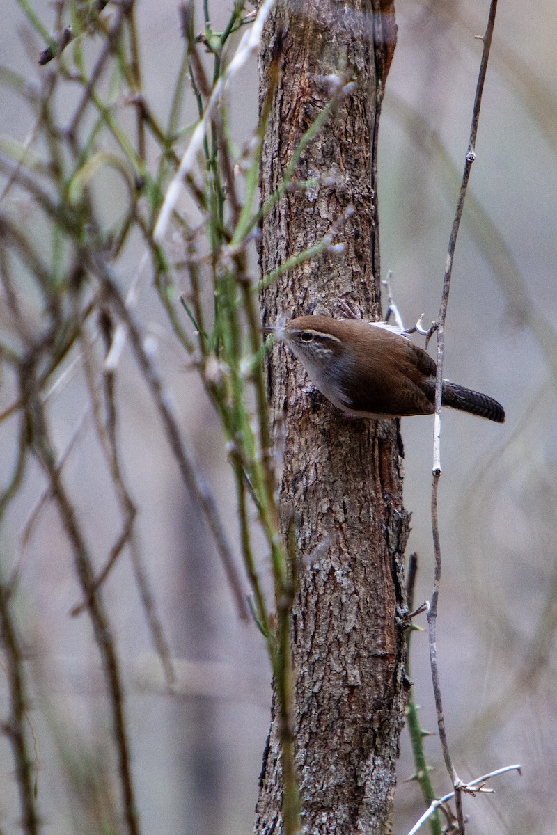 Підбуреник - ML646238058