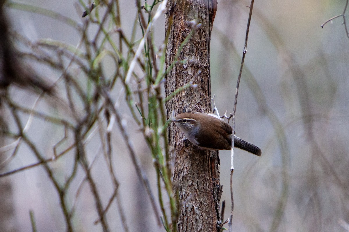 Підбуреник - ML646238059