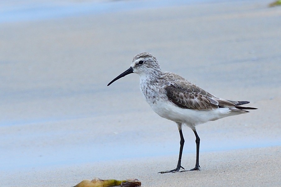 Curlew Sandpiper - ML646238060