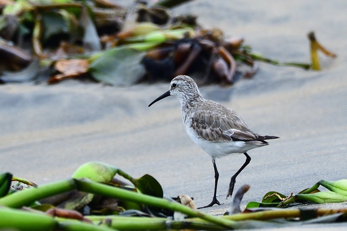 Curlew Sandpiper - ML646238061