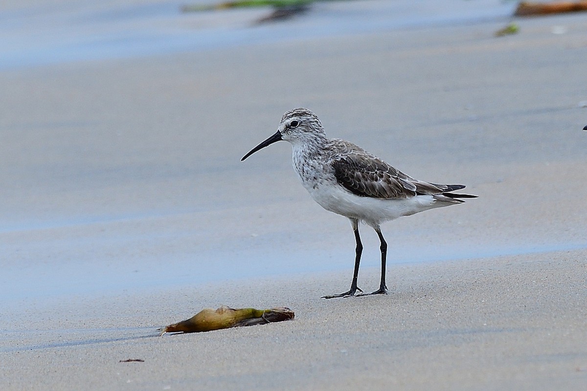 Curlew Sandpiper - ML646238062