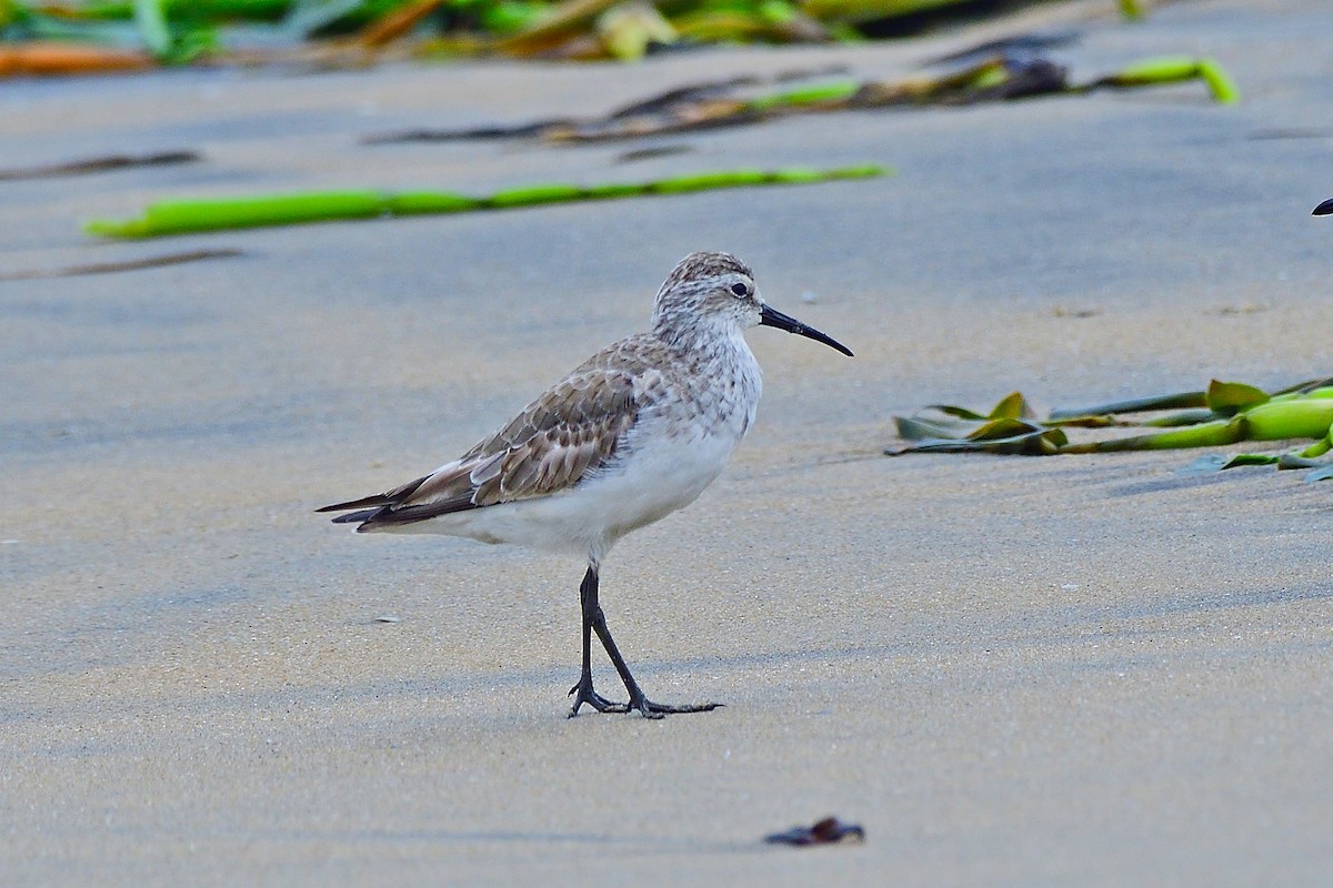 Curlew Sandpiper - ML646238063