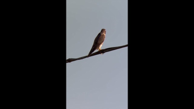 sokol stěhovavý (ssp. pelegrinoides) - ML646238064