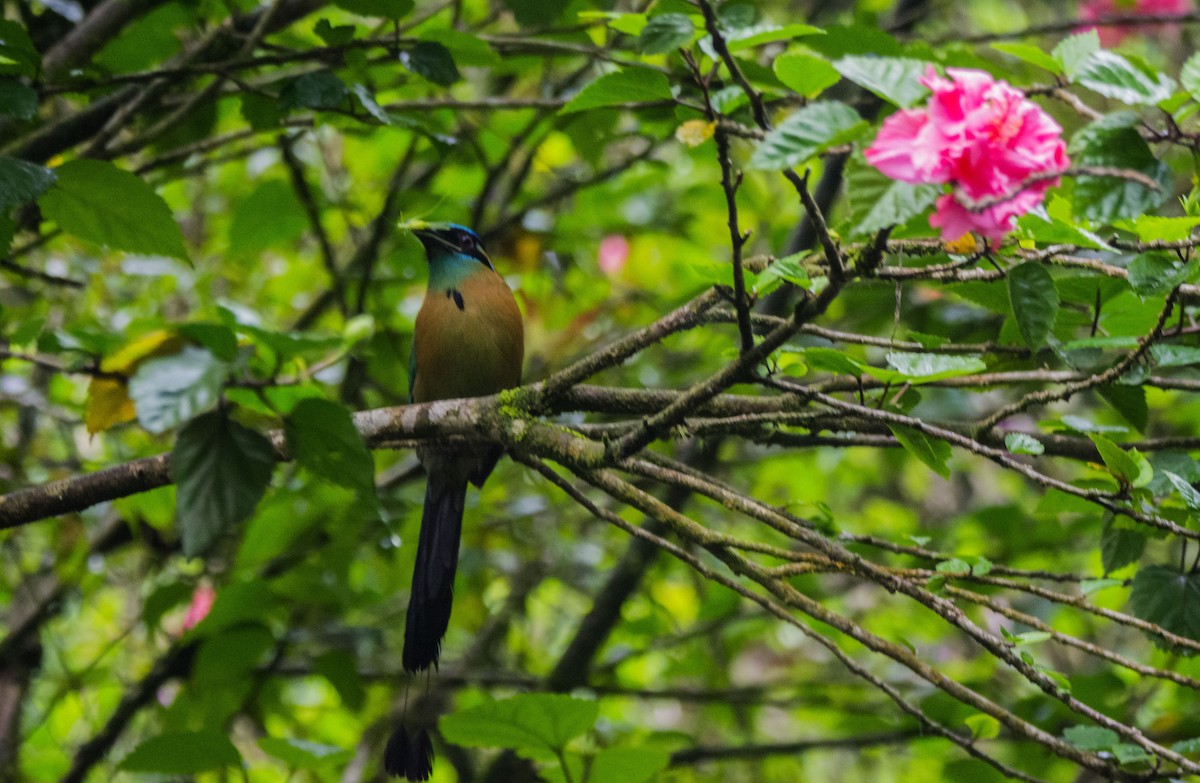 Lesson's Motmot - ML646238070