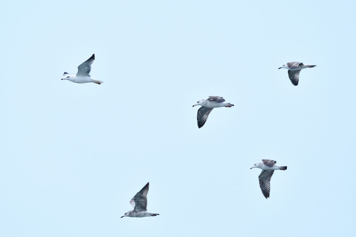 Kaio iluna - ML646238081