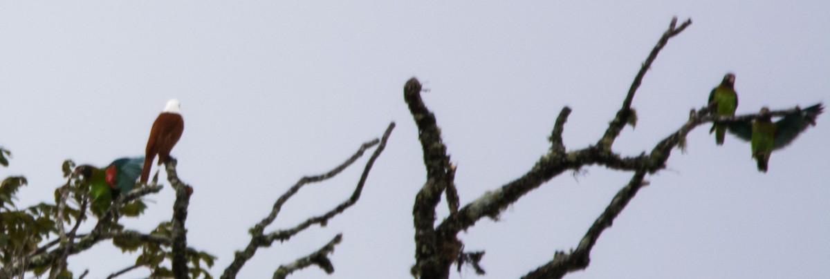 amazónek hnědohlavý - ML646238083