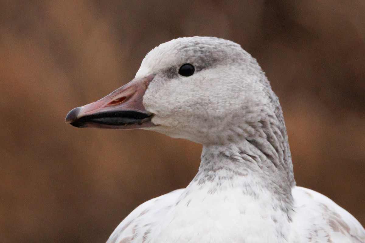 Snow Goose - ML646238084