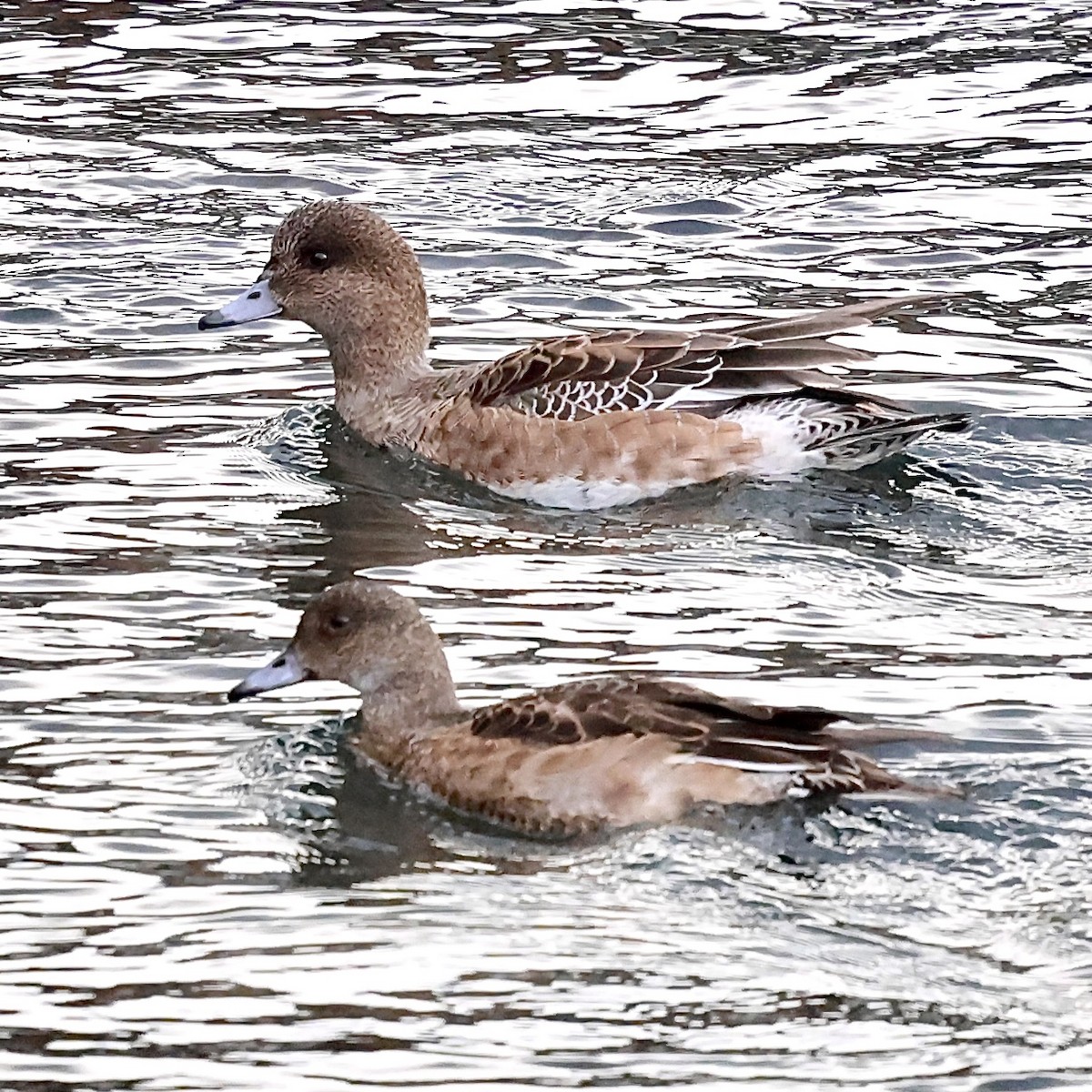 brunnakke - ML646238085