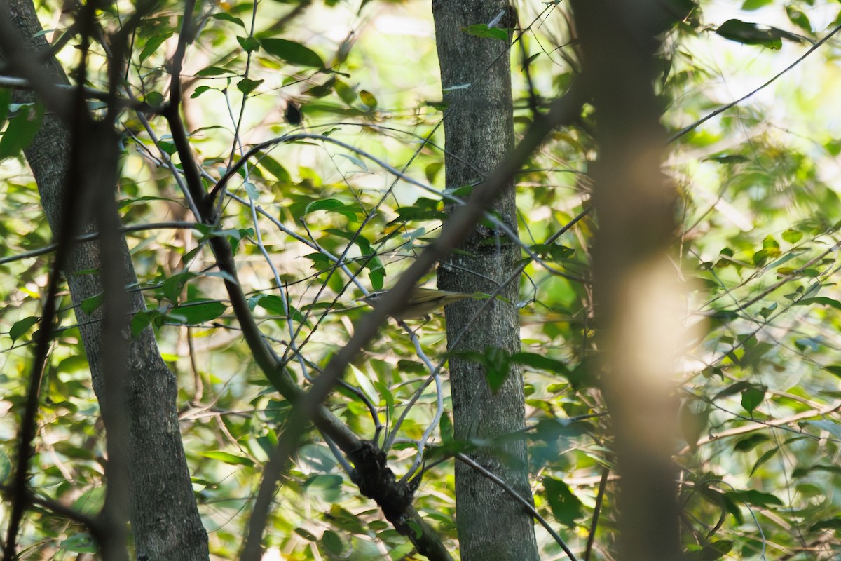 Sakhalin Leaf Warbler - ML646238097