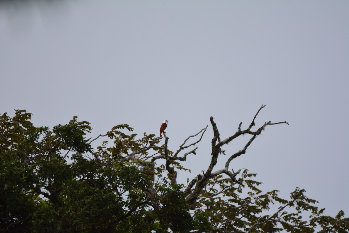 Three-wattled Bellbird - ML646238098