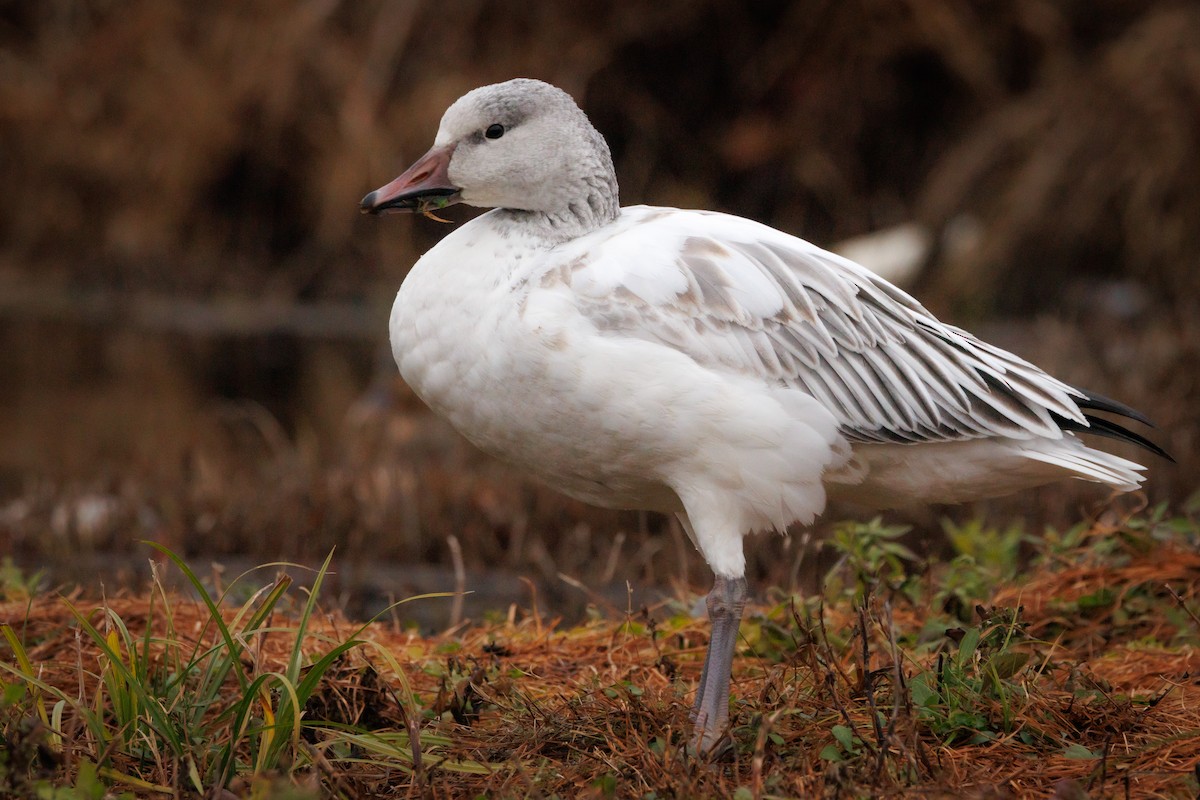 Snow Goose - ML646238099