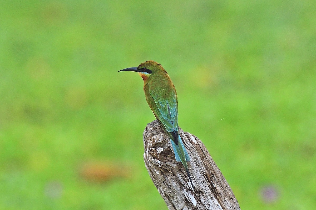 Blue-tailed Bee-eater - ML646238100