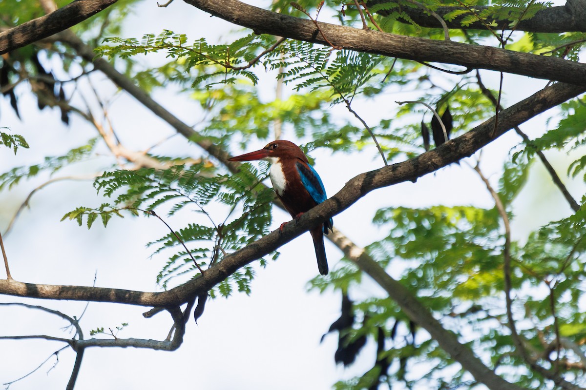 White-throated Kingfisher - ML646238101