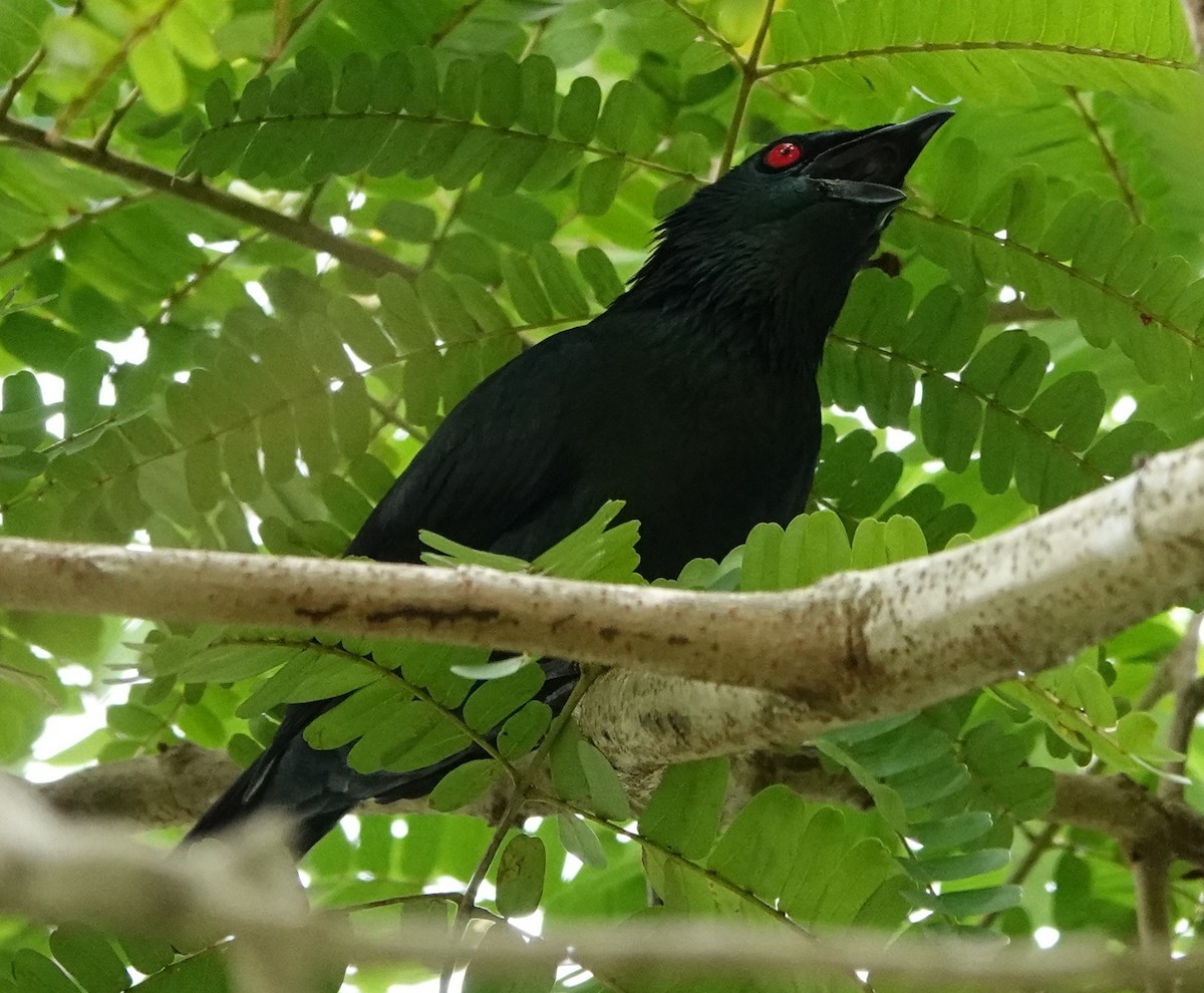 Malay Sığırcığı - ML646238103