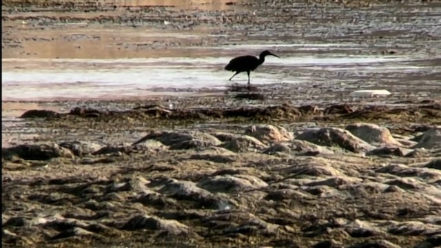 volavka černá - ML646238104