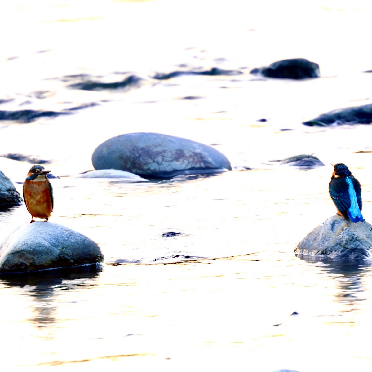 isfugl - ML646238107