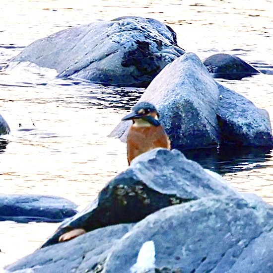 isfugl - ML646238108