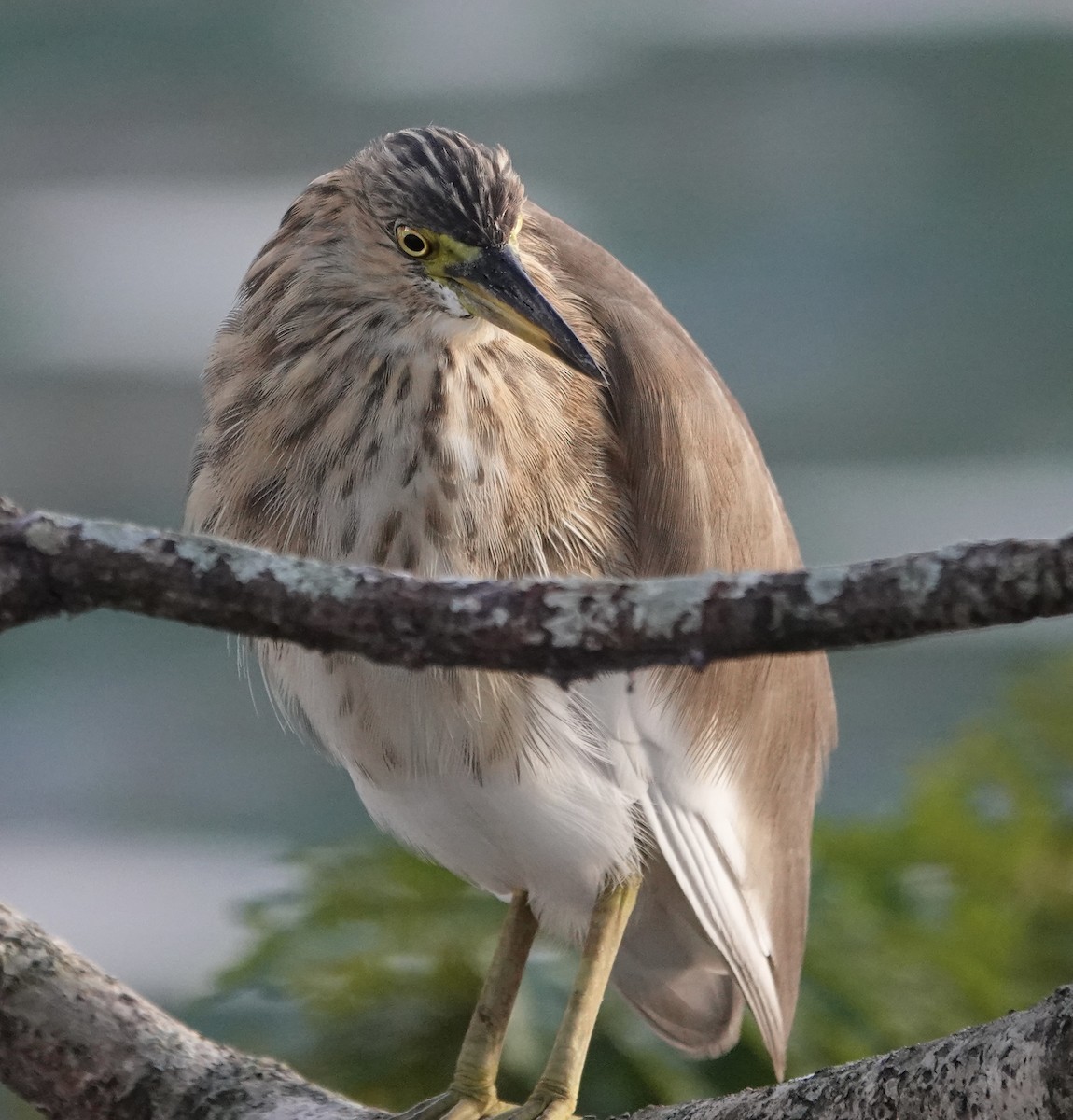 Indian Pond-Heron - ML646238113