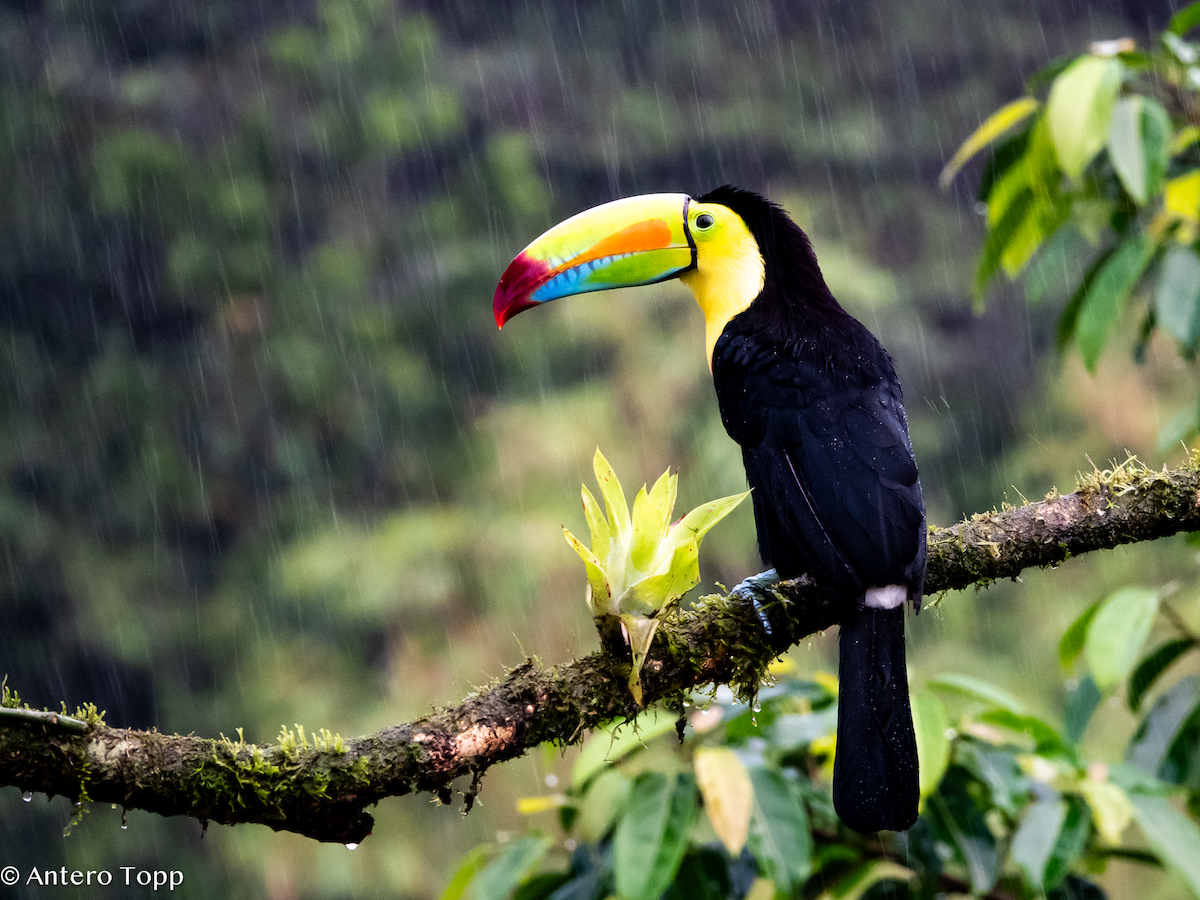 Радужный тукан - ML646238117