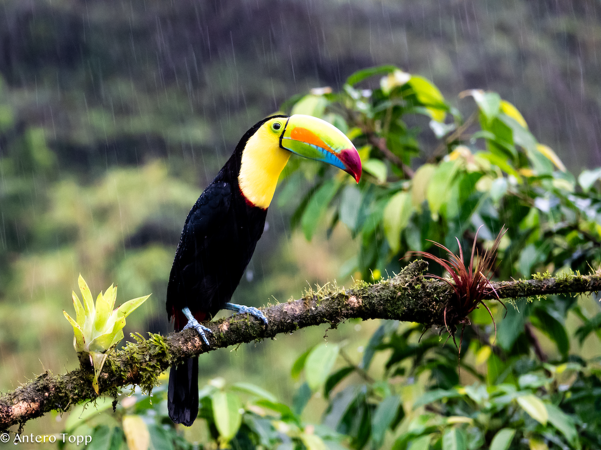 Радужный тукан - ML646238118